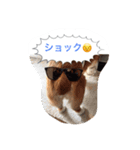 corgi meichan part3（個別スタンプ：7）