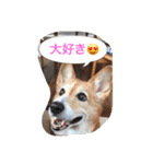 corgi meichan part3（個別スタンプ：9）