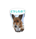 corgi meichan part3（個別スタンプ：11）