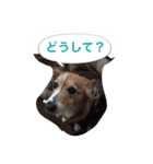 corgi meichan part3（個別スタンプ：12）