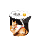 corgi meichan part3（個別スタンプ：15）