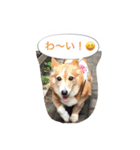 corgi meichan part3（個別スタンプ：16）