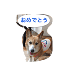 corgi meichan part3（個別スタンプ：17）