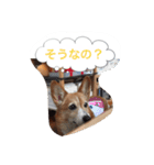 corgi meichan part3（個別スタンプ：19）