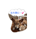 corgi meichan part3（個別スタンプ：20）