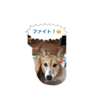 corgi meichan part3（個別スタンプ：21）