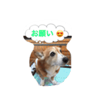 corgi meichan part3（個別スタンプ：22）