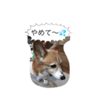 corgi meichan part3（個別スタンプ：23）