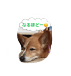 corgi meichan part3（個別スタンプ：24）