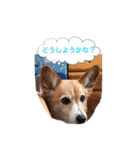 corgi meichan part3（個別スタンプ：25）