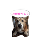 corgi meichan part3（個別スタンプ：27）