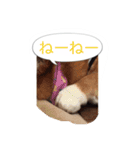 corgi meichan part3（個別スタンプ：28）