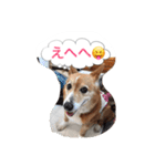 corgi meichan part3（個別スタンプ：29）