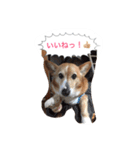 corgi meichan part3（個別スタンプ：30）