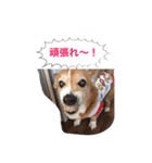 corgi meichan part3（個別スタンプ：31）