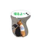 corgi meichan part3（個別スタンプ：33）