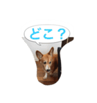 corgi meichan part3（個別スタンプ：36）