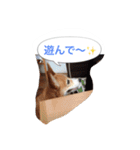 corgi meichan part3（個別スタンプ：37）