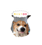 corgi meichan part3（個別スタンプ：38）