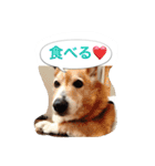 corgi meichan part3（個別スタンプ：39）