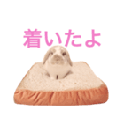 うさぎのひまわりくんpart1（個別スタンプ：1）