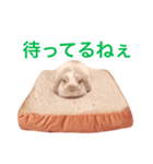 うさぎのひまわりくんpart1（個別スタンプ：2）