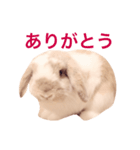 うさぎのひまわりくんpart1（個別スタンプ：4）