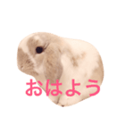 うさぎのひまわりくんpart1（個別スタンプ：5）