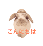 うさぎのひまわりくんpart1（個別スタンプ：6）