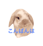 うさぎのひまわりくんpart1（個別スタンプ：7）