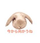 うさぎのひまわりくんpart1（個別スタンプ：8）