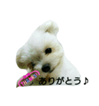 cute mix dog'Ciel'（個別スタンプ：3）