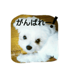 cute mix dog'Ciel'（個別スタンプ：4）