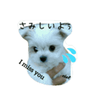 cute mix dog'Ciel'（個別スタンプ：5）