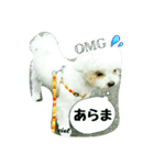 cute mix dog'Ciel'（個別スタンプ：8）