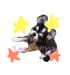 chiwawawawaw（個別スタンプ：1）