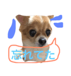 chiwawawawaw（個別スタンプ：2）