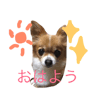 chiwawawawaw（個別スタンプ：3）
