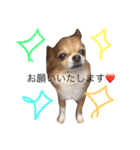 chiwawawawaw（個別スタンプ：7）