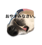 おぺぺ（個別スタンプ：16）