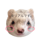 スナッピーのスタンプ（個別スタンプ：1）