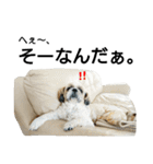 シーズーのふうたの日常生活（個別スタンプ：8）