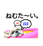 シーズーのふうたの日常生活（個別スタンプ：26）