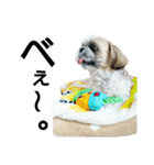 シーズーのふうたの日常生活（個別スタンプ：28）