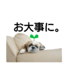 シーズーのふうたの日常生活（個別スタンプ：29）