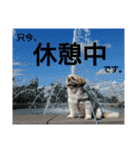シーズーのふうたの日常生活（個別スタンプ：40）