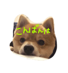 おかもとりきちゃん（個別スタンプ：8）