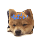 おかもとりきちゃん（個別スタンプ：11）