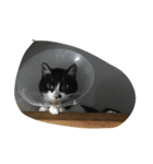 meo（個別スタンプ：3）
