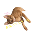 チェルシー＆ステラ（個別スタンプ：10）